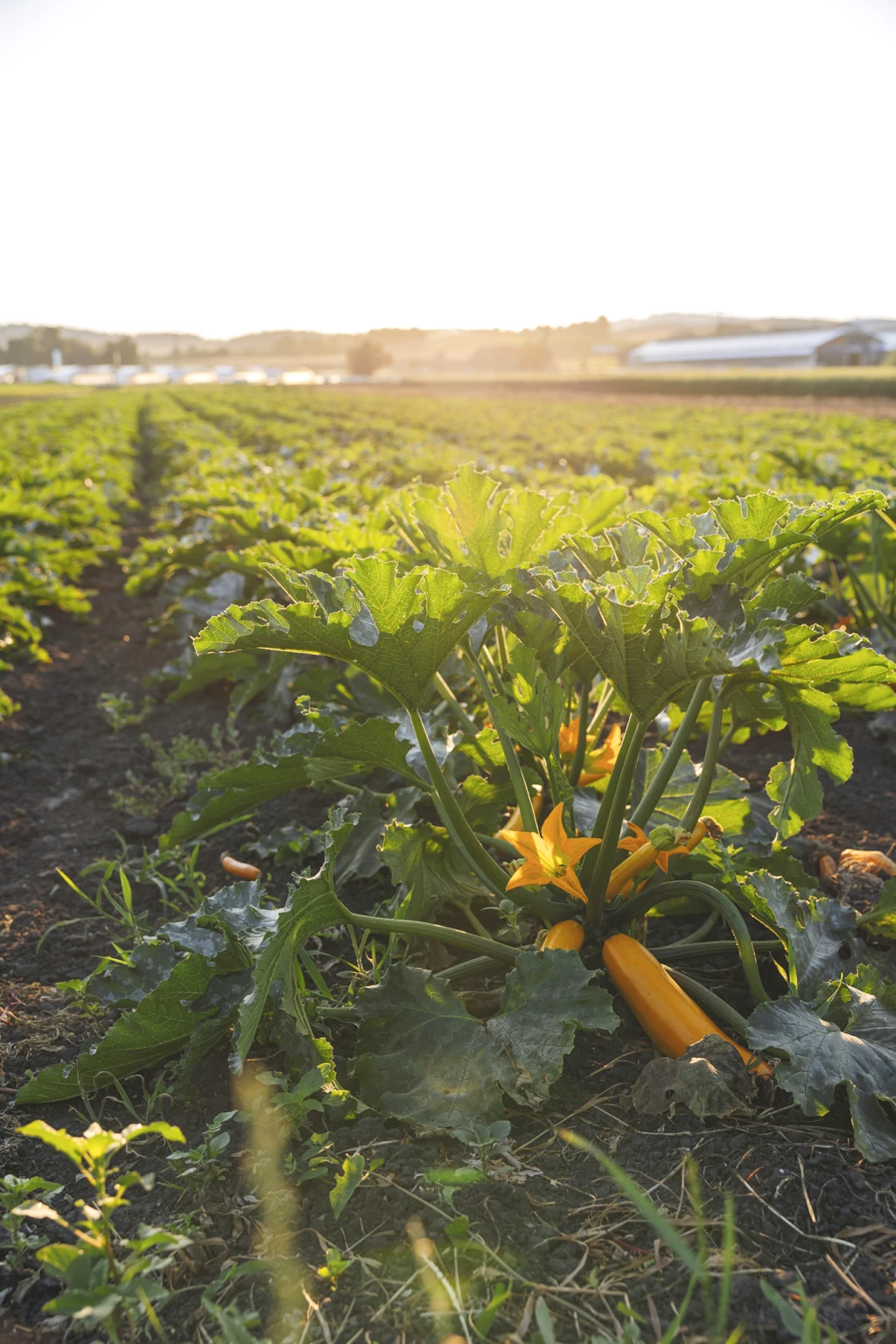 ddT_schwab-guillod_2025_O1A5804_web