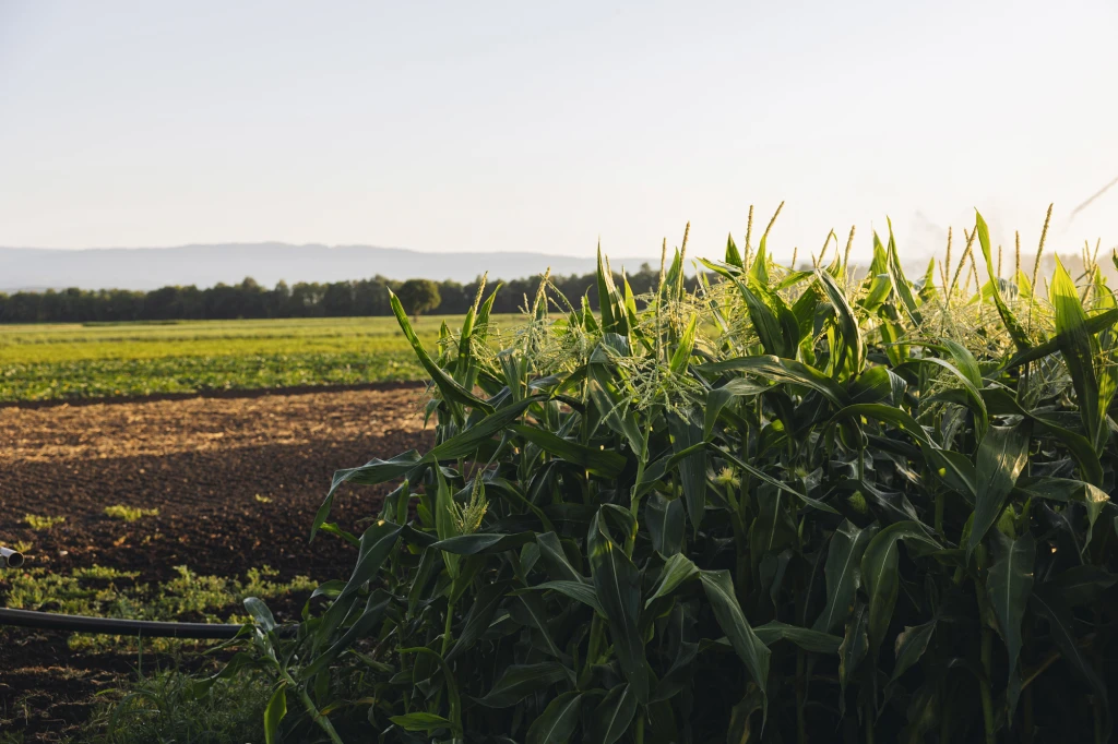 ddT_schwab-guillod_2025_O1A5839_web