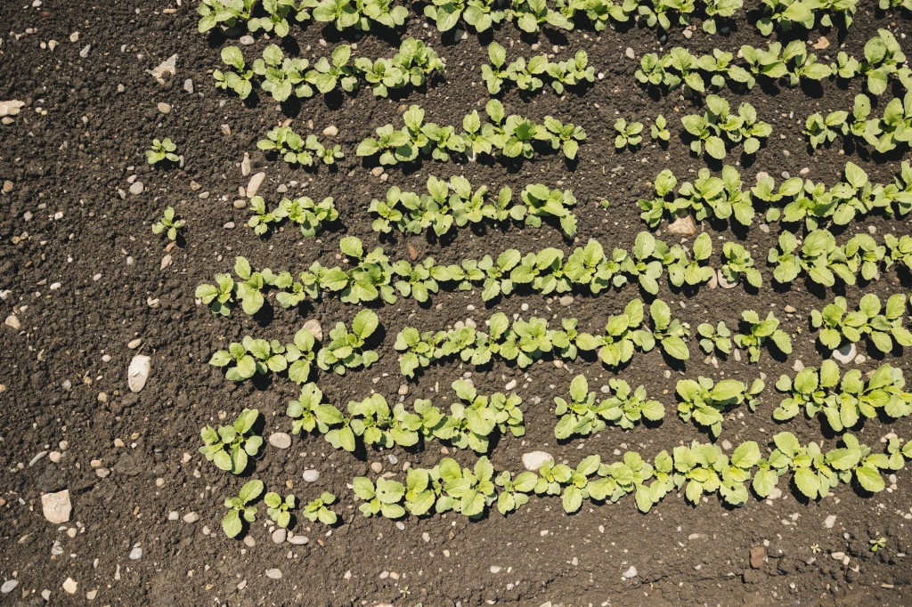 ddT_schwab-guillod_2025_O1A6820_web