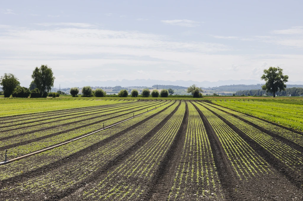 ddT_schwab-guillod_2025_O1A6831_web